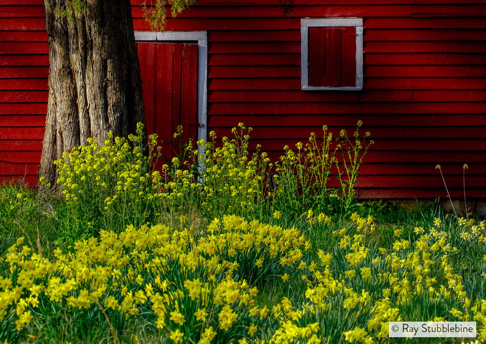 2019-03-28 Daffadils 27503