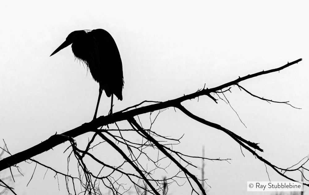 2021-01-13 Heron 27505