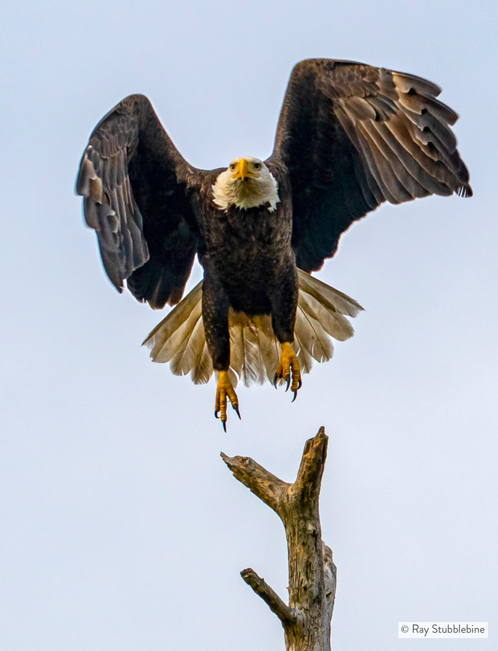 2021-01-15 Eagle 27504 2