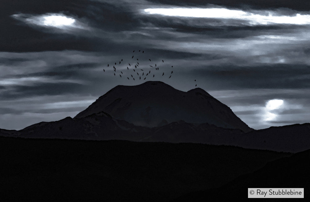 2021-06-24 Birds over Mount Rainier 27512