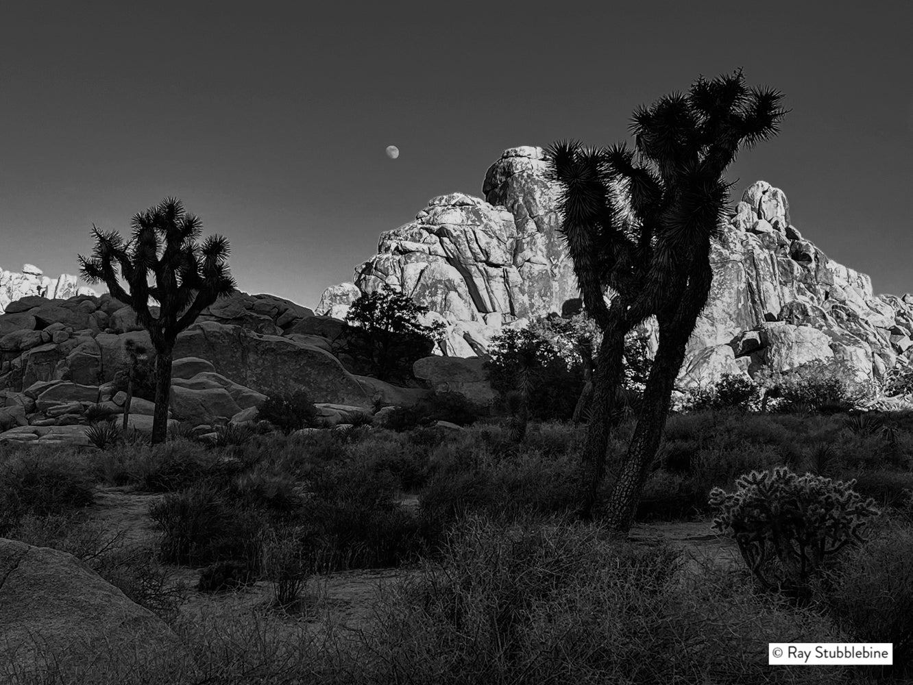 2023 Moonrise in Joshua Tree National Park