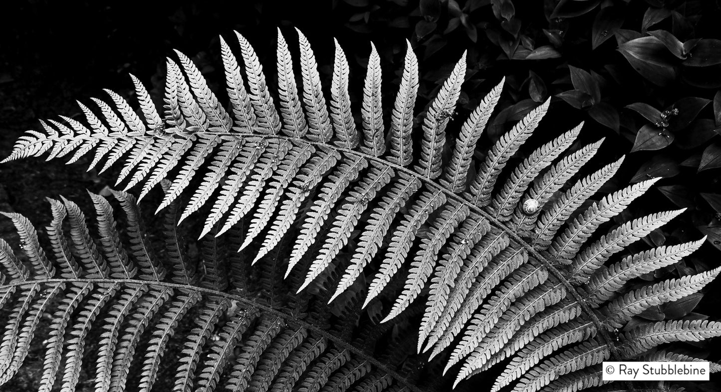 2024 Snail on Fern 17x9.23