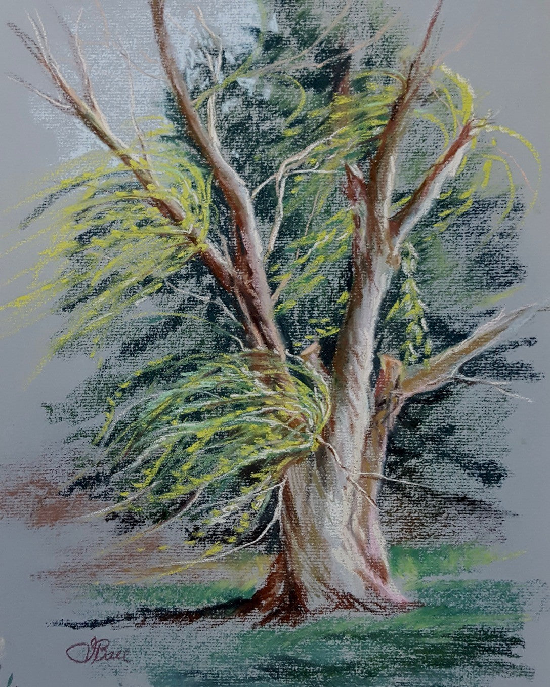 Jody Ball-Old Windy Willow