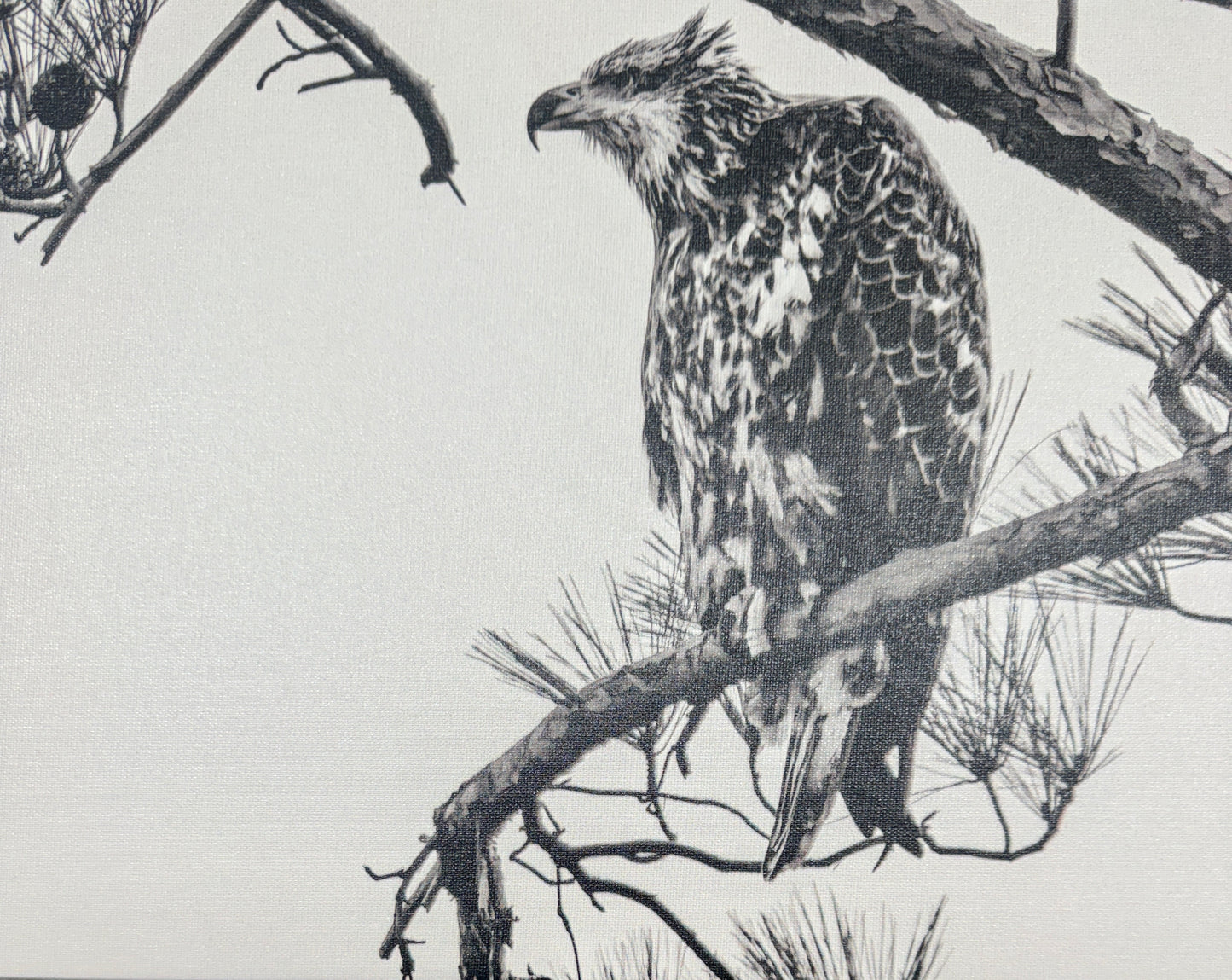 Bob Waldrop-Bavon New Bald Eagle