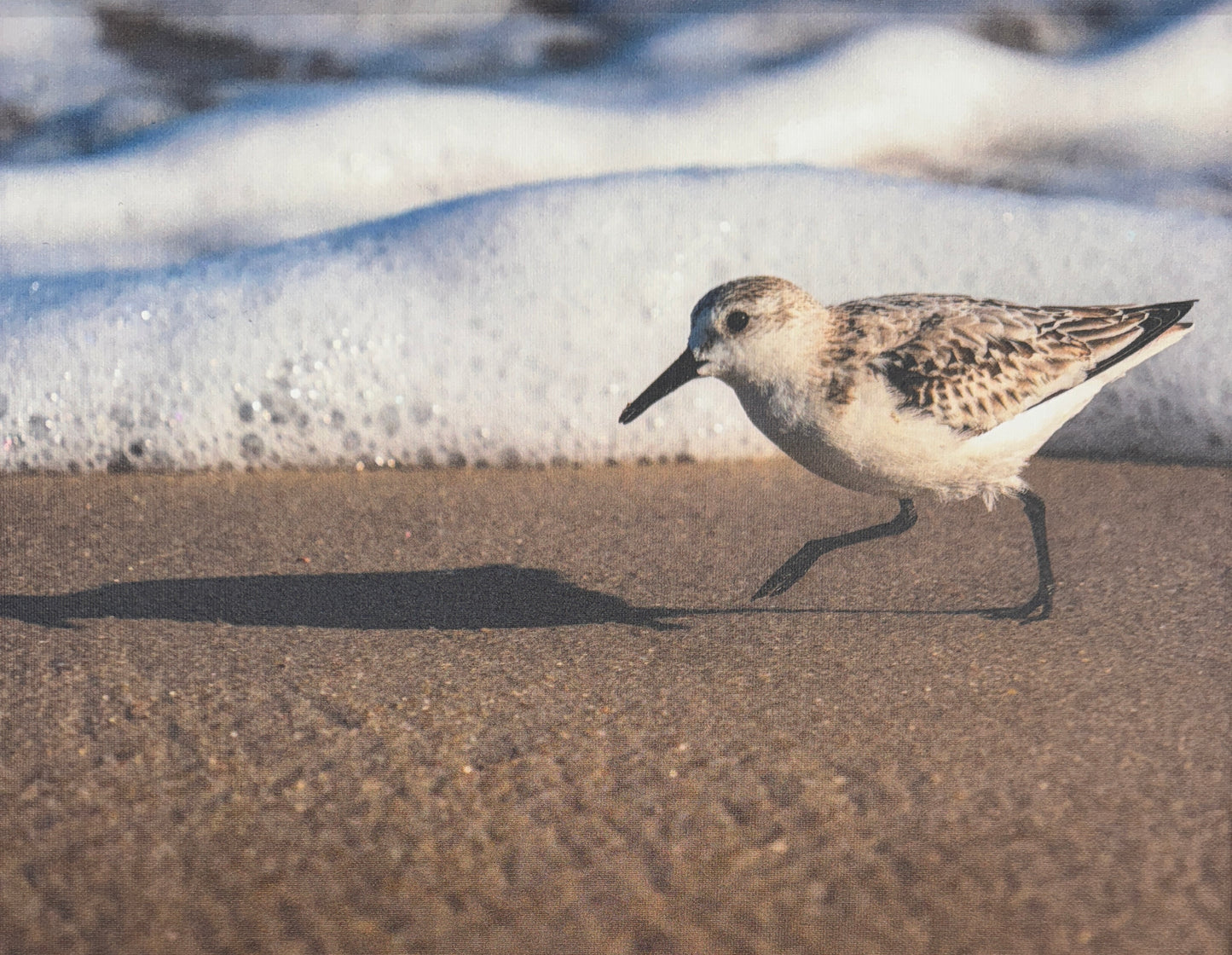Bob Waldrop-Shadows of the Bethel Beach