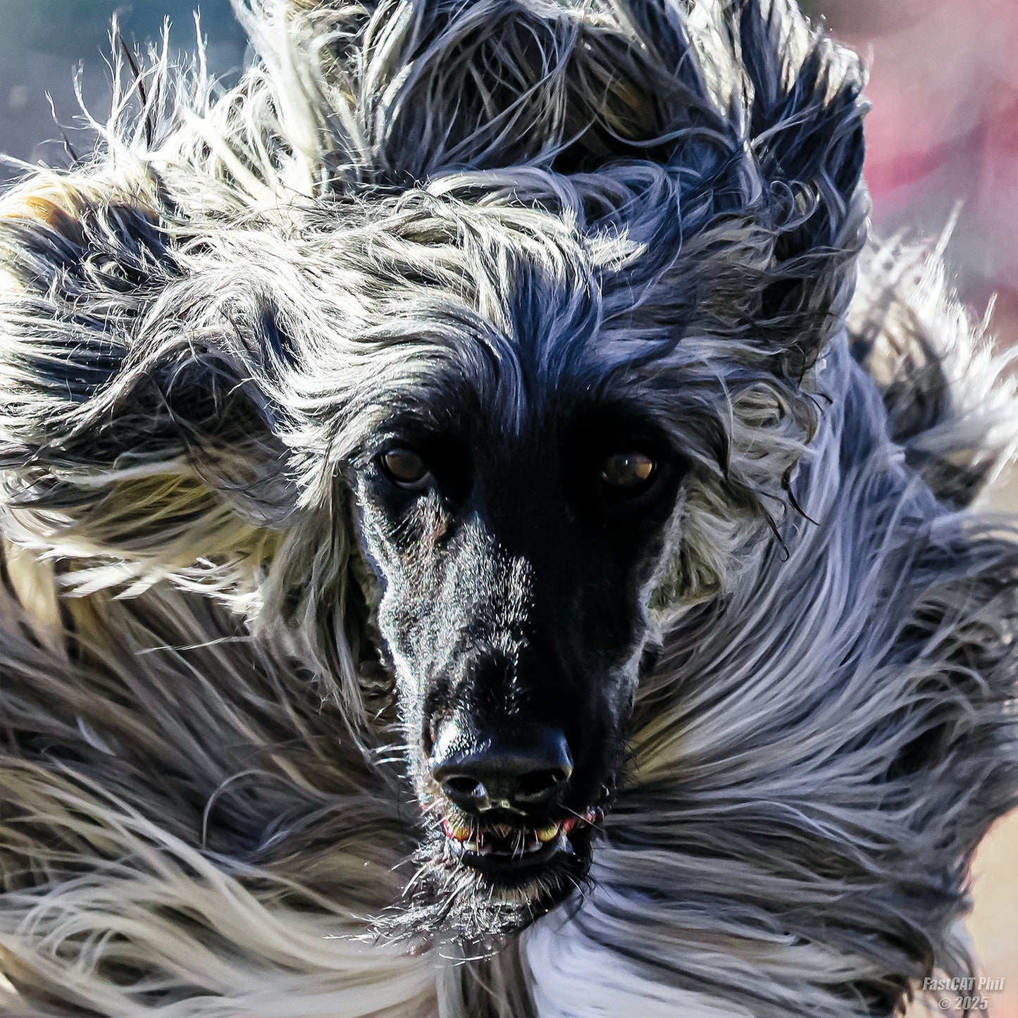 Phil Dunn- Asher the Afghan