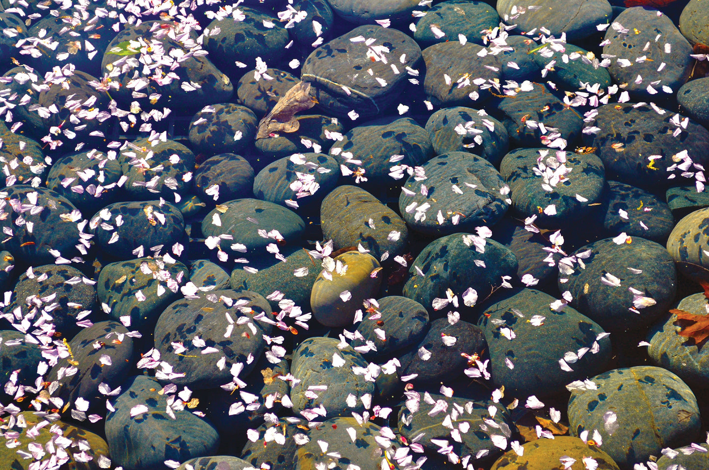 Bernadette Goudelock- Drift of Petals