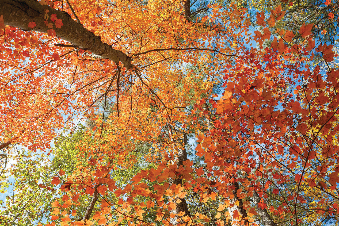 Kelli Thompson-Autumnal Glory