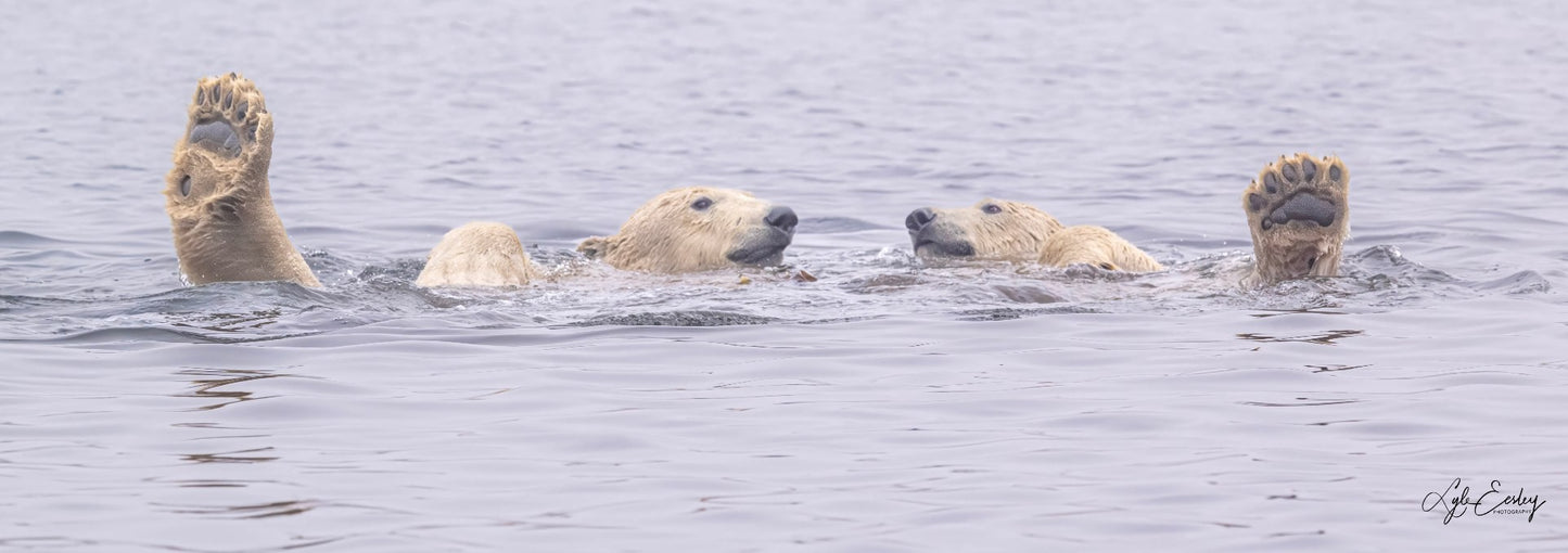 Lyle Eesley - Bear Foot'en in Svalbard