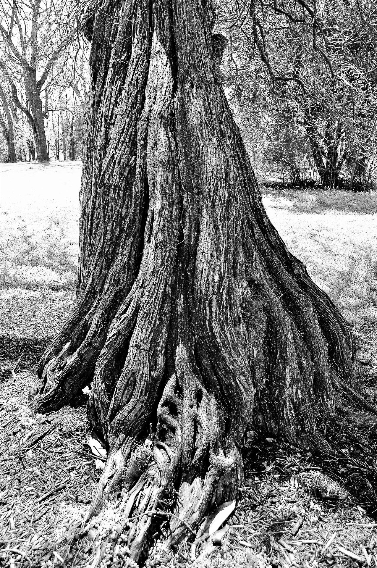 Bernadette Goudelock - Echoes of an Ancient Tree