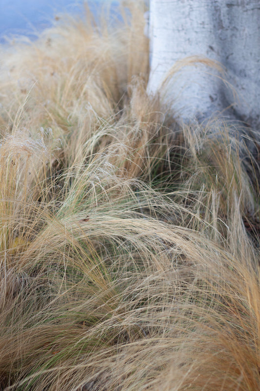 Sue Maida  - Roadside Beauty