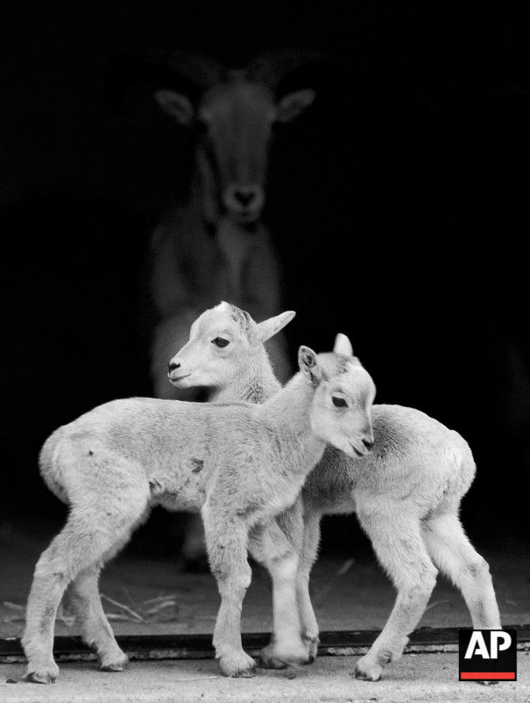 1973-05-05 Twin Aoudads