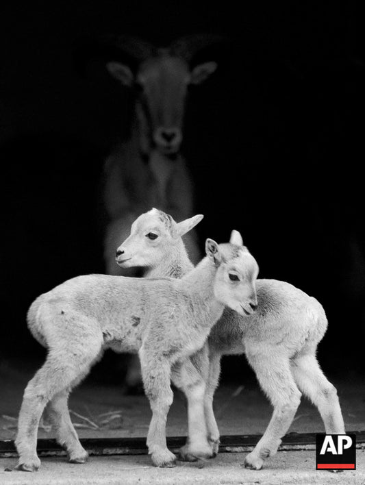 1973-05-05 Twin Aoudads