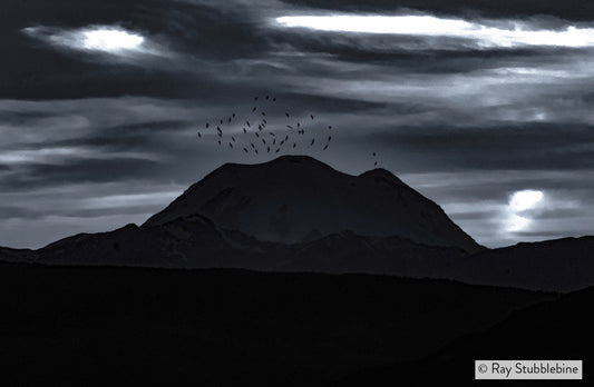 2021-06-24 Birds over Mount Rainier 27512