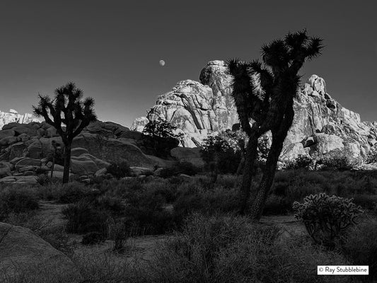 2023 Moonrise in Joshua Tree National Park