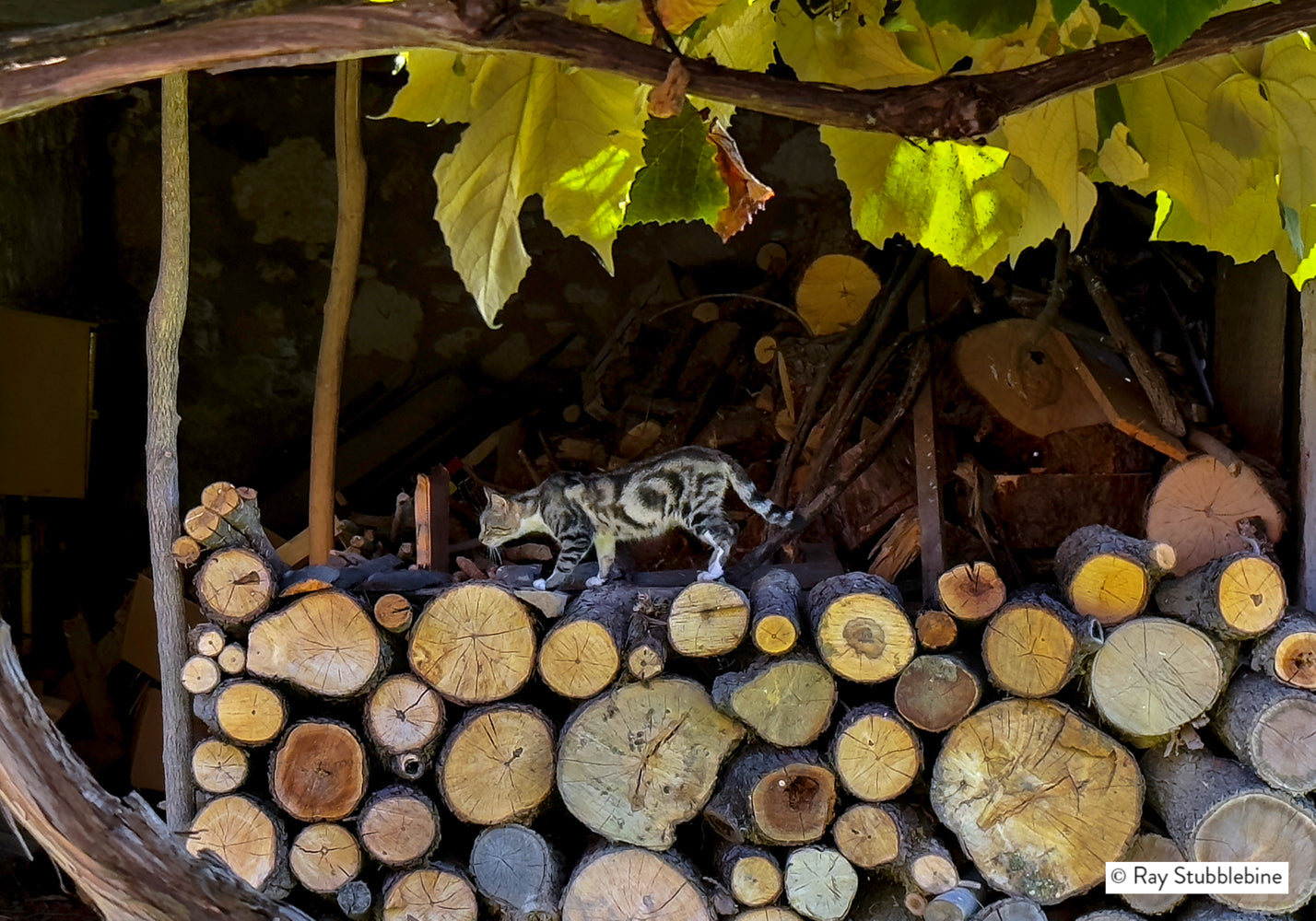 2024-09-25 Cat inTito's village 092524IMG_6291