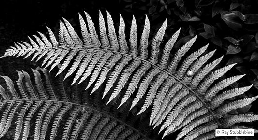 2024 Snail on Fern 17x9.23