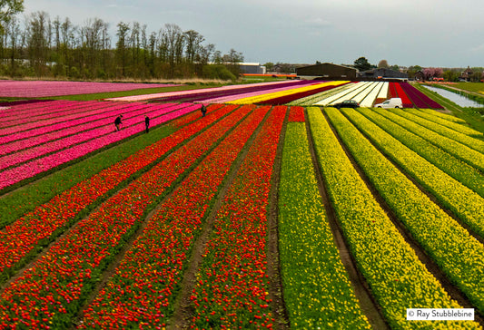 2025-04-18 041725Tulip fields from trainRFS52447