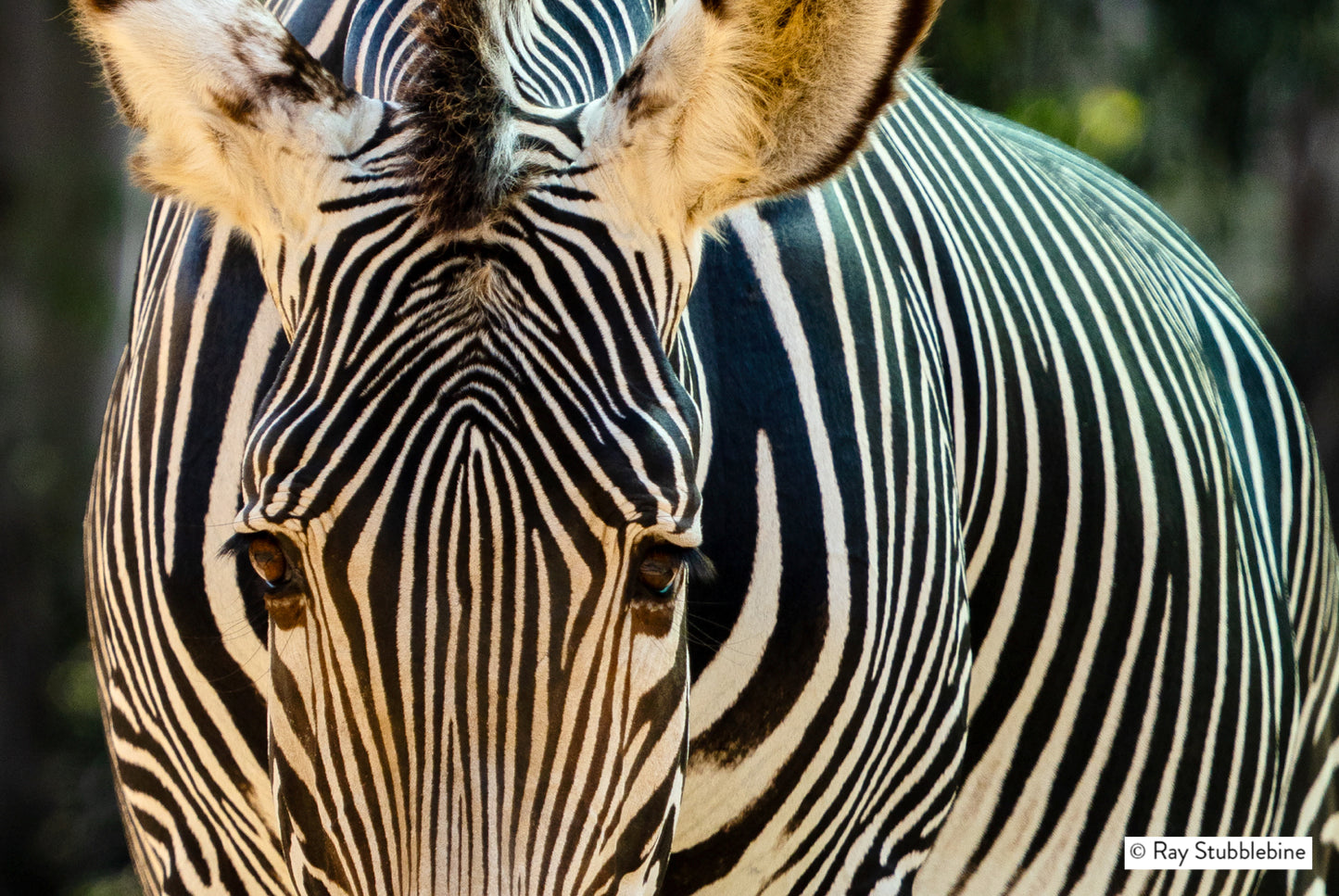 2025-09-02 Zoo Zebra 2_RFS3021