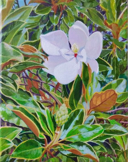 Bob Carlson- Magnolia Blossom