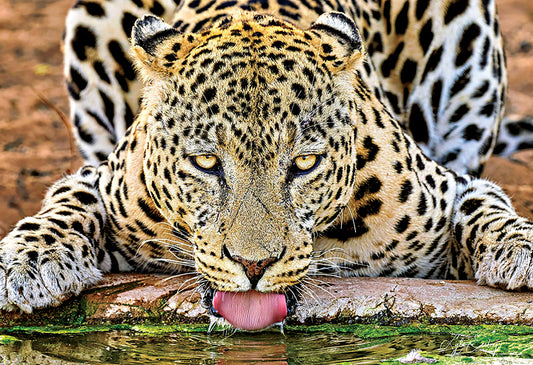Lyle Eesley- Thirsty