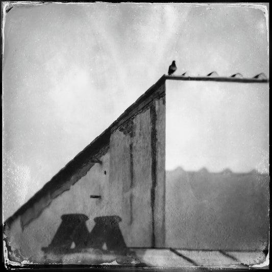 Sue Maida  - IL Piccione