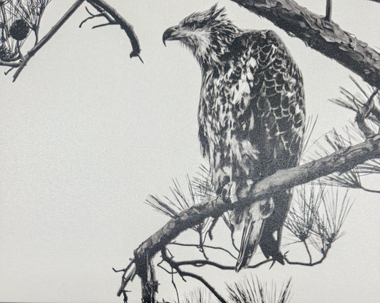 Bob Waldrop-Bavon New Bald Eagle