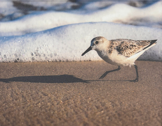 Bob Waldrop-Shadows of the Bethel Beach