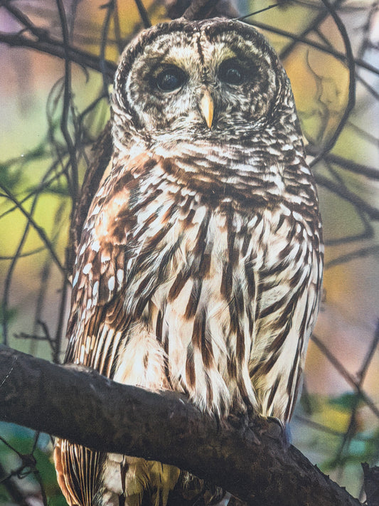 Bob Waldrop-Barred Owl Gwynn's