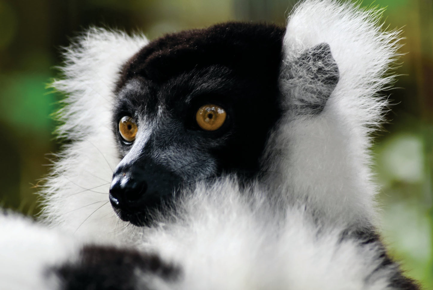 Kamryn Fyock- The Lemur