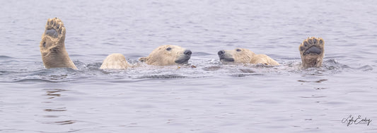 Lyle Eesley -  Bear Foot'en in Svalbard
